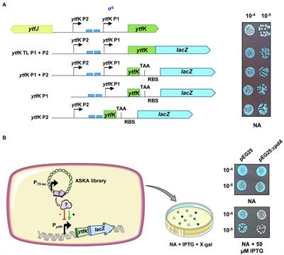 Regulation of ytfK by <mark class="highlighted">cAMP-CRP</mark> Contributes to SpoT-Dependent Accumulation of (p)ppGpp in Response to Carbon Starvation YtfK Responds to Glucose Exhaustion